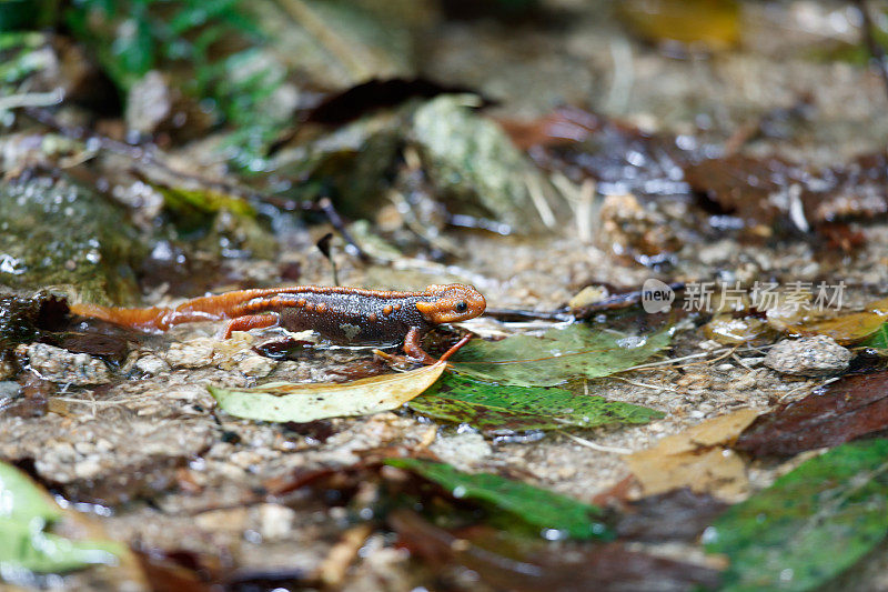 动物:成年喜马拉雅蝾螈(Tylototriton verrucosus)，也被称为鳄鱼蝾螈、鳄鱼蝾螈、喜马拉雅蝾螈和红节蝾螈。